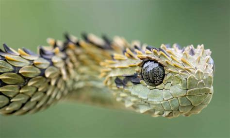 spiny bush viper